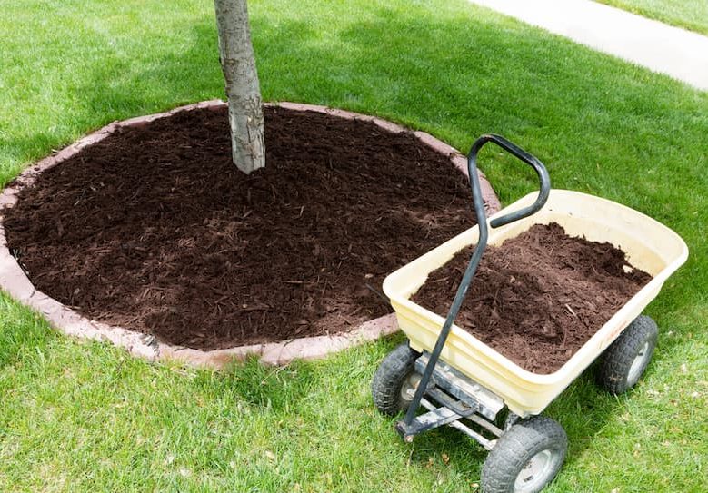 Trolley and Wheelbarrow With Trunk Used For Removing Weeds — Hire Pro In Mudgeeraba, QLD